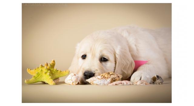 Щенки папийона (папильона) в питомнике Бон Плезир Щенки папийона (папильона) в питомнике Бон Плезир