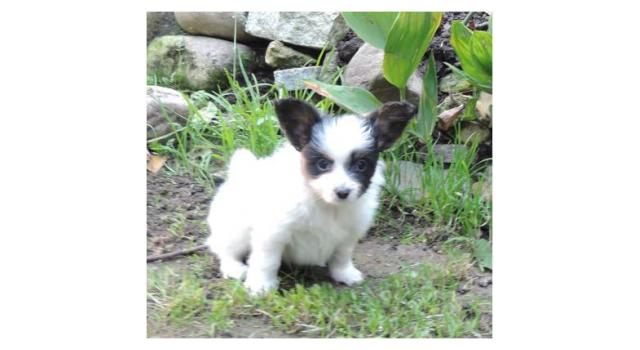 Puppies of papillon in Bon Plaisir Kennel Puppies of papillon in Bon Plaisir Kennel