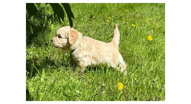 Щенки папийона (папильона) в питомнике Бон Плезир Щенки папийона (папильона) в питомнике Бон Плезир