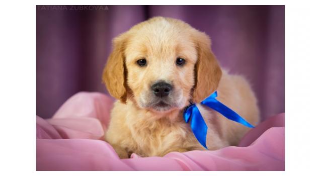 Щенки папийона (папильона) в питомнике Бон Плезир Щенки папийона (папильона) в питомнике Бон Плезир