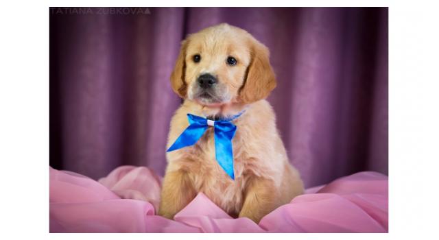 Щенки папийона (папильона) в питомнике Бон Плезир Щенки папийона (папильона) в питомнике Бон Плезир