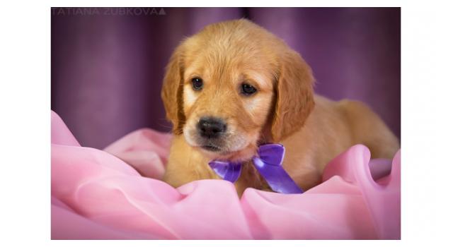 Щенки папийона (папильона) в питомнике Бон Плезир Щенки папийона (папильона) в питомнике Бон Плезир