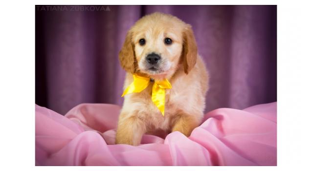 Щенки папийона (папильона) в питомнике Бон Плезир Щенки папийона (папильона) в питомнике Бон Плезир