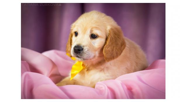 Щенки папийона (папильона) в питомнике Бон Плезир Щенки папийона (папильона) в питомнике Бон Плезир