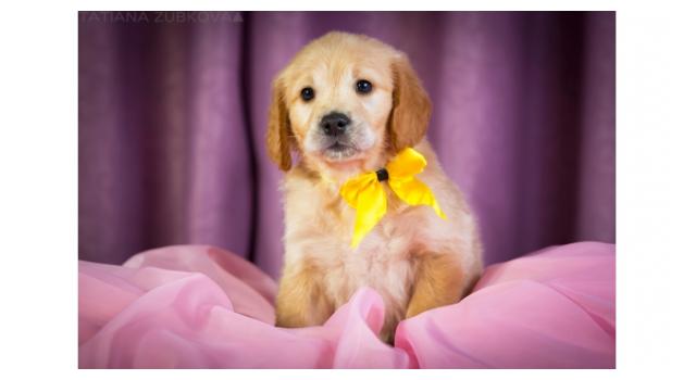 Щенки папийона (папильона) в питомнике Бон Плезир Щенки папийона (папильона) в питомнике Бон Плезир
