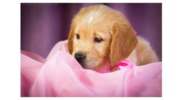 Щенки папийона (папильона) в питомнике Бон Плезир Щенки папийона (папильона) в питомнике Бон Плезир