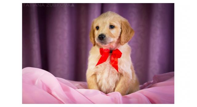 Щенки папийона (папильона) в питомнике Бон Плезир Щенки папийона (папильона) в питомнике Бон Плезир