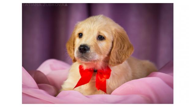 Щенки папийона (папильона) в питомнике Бон Плезир Щенки папийона (папильона) в питомнике Бон Плезир