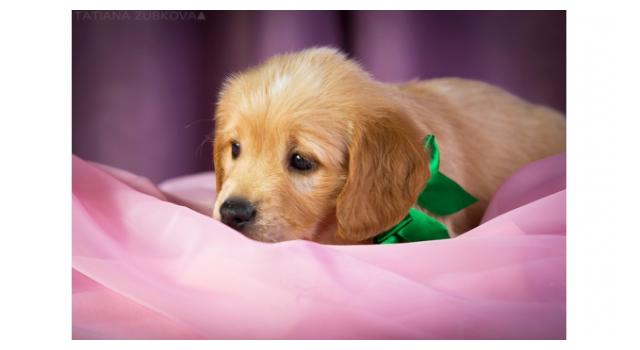 Щенки папийона (папильона) в питомнике Бон Плезир Щенки папийона (папильона) в питомнике Бон Плезир