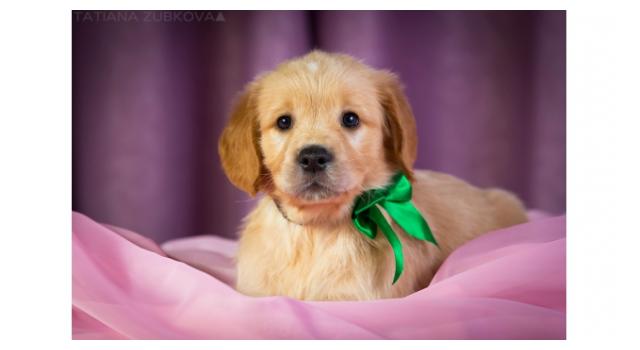 Щенки папийона (папильона) в питомнике Бон Плезир Щенки папийона (папильона) в питомнике Бон Плезир