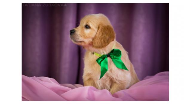 Щенки папийона (папильона) в питомнике Бон Плезир Щенки папийона (папильона) в питомнике Бон Плезир