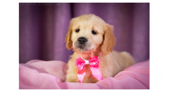 Щенки папийона (папильона) в питомнике Бон Плезир Щенки папийона (папильона) в питомнике Бон Плезир