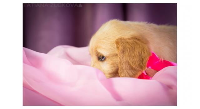 Щенки папийона (папильона) в питомнике Бон Плезир Щенки папийона (папильона) в питомнике Бон Плезир