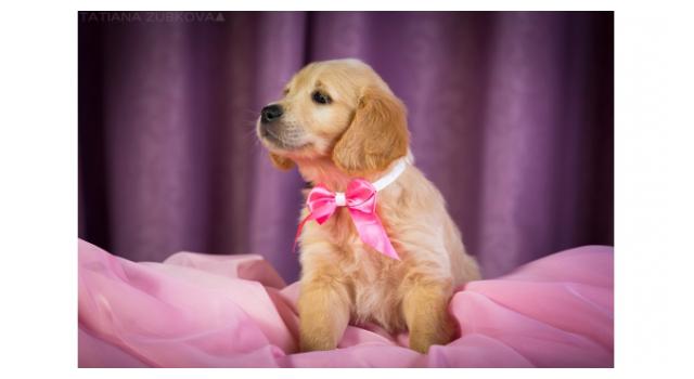 Щенки папийона (папильона) в питомнике Бон Плезир Щенки папийона (папильона) в питомнике Бон Плезир