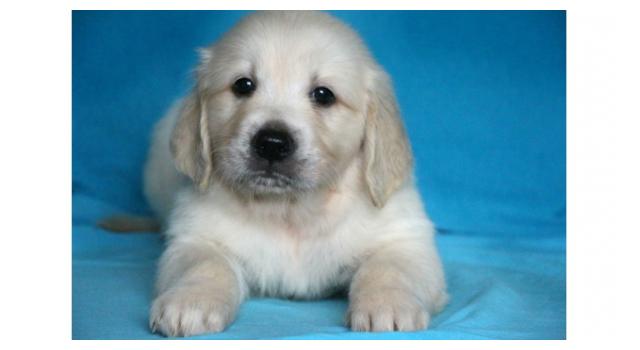 Щенки папийона (папильона) в питомнике Бон Плезир Щенки папийона (папильона) в питомнике Бон Плезир