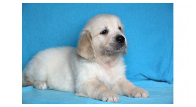 Щенки папийона (папильона) в питомнике Бон Плезир Щенки папийона (папильона) в питомнике Бон Плезир