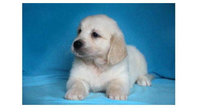 Щенки папийона (папильона) в питомнике Бон Плезир Щенки папийона (папильона) в питомнике Бон Плезир