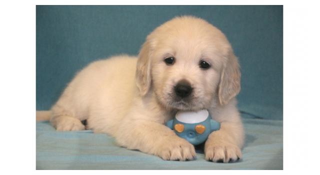 Щенки папийона (папильона) в питомнике Бон Плезир Щенки папийона (папильона) в питомнике Бон Плезир