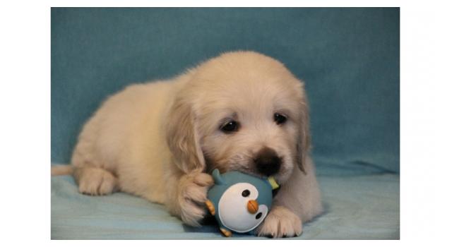Щенки папийона (папильона) в питомнике Бон Плезир Щенки папийона (папильона) в питомнике Бон Плезир