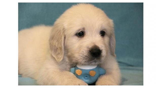 Щенки папийона (папильона) в питомнике Бон Плезир Щенки папийона (папильона) в питомнике Бон Плезир