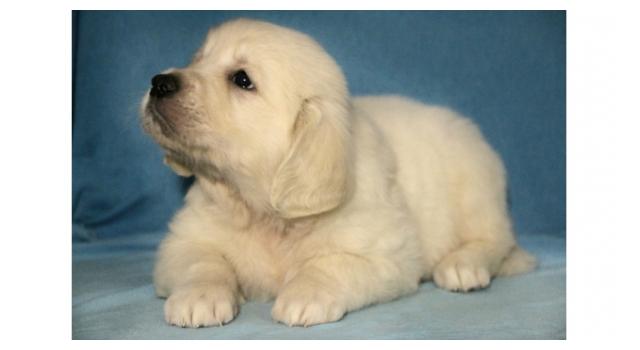 Щенки папийона (папильона) в питомнике Бон Плезир Щенки папийона (папильона) в питомнике Бон Плезир