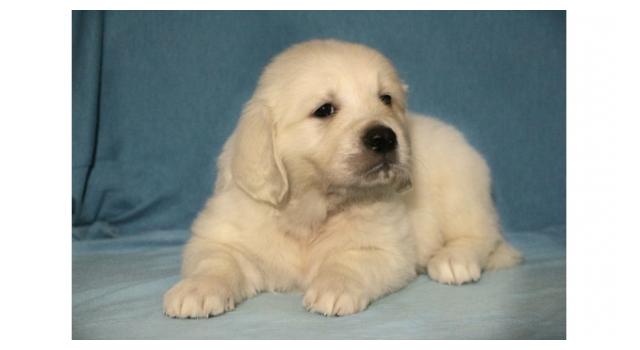 Щенки папийона (папильона) в питомнике Бон Плезир Щенки папийона (папильона) в питомнике Бон Плезир