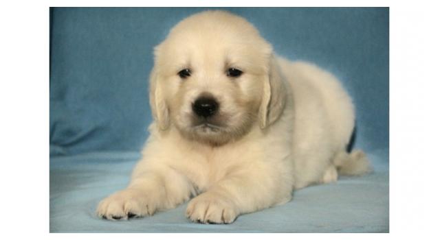 Щенки папийона (папильона) в питомнике Бон Плезир Щенки папийона (папильона) в питомнике Бон Плезир