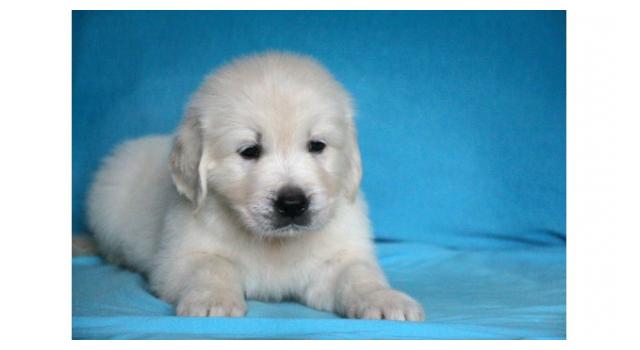 Щенки папийона (папильона) в питомнике Бон Плезир Щенки папийона (папильона) в питомнике Бон Плезир