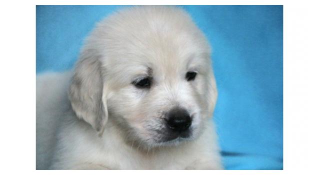 Щенки папийона (папильона) в питомнике Бон Плезир Щенки папийона (папильона) в питомнике Бон Плезир