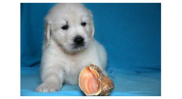 Щенки папийона (папильона) в питомнике Бон Плезир Щенки папийона (папильона) в питомнике Бон Плезир