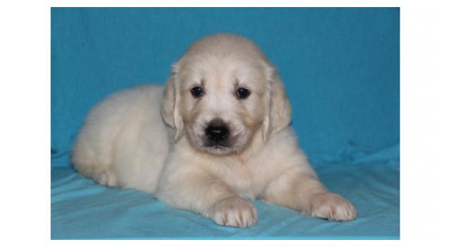 Щенки папийона (папильона) в питомнике Бон Плезир Щенки папийона (папильона) в питомнике Бон Плезир