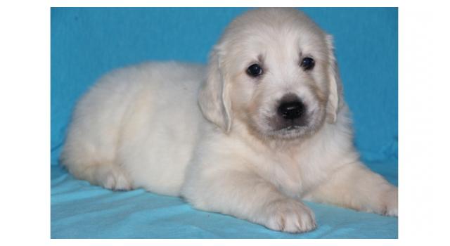 Щенки папийона (папильона) в питомнике Бон Плезир Щенки папийона (папильона) в питомнике Бон Плезир