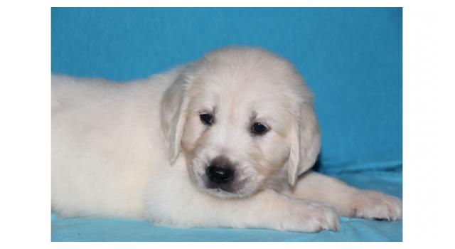 Щенки папийона (папильона) в питомнике Бон Плезир Щенки папийона (папильона) в питомнике Бон Плезир