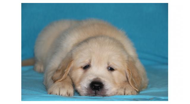 Щенки папийона (папильона) в питомнике Бон Плезир Щенки папийона (папильона) в питомнике Бон Плезир