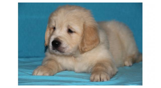 Щенки папийона (папильона) в питомнике Бон Плезир Щенки папийона (папильона) в питомнике Бон Плезир