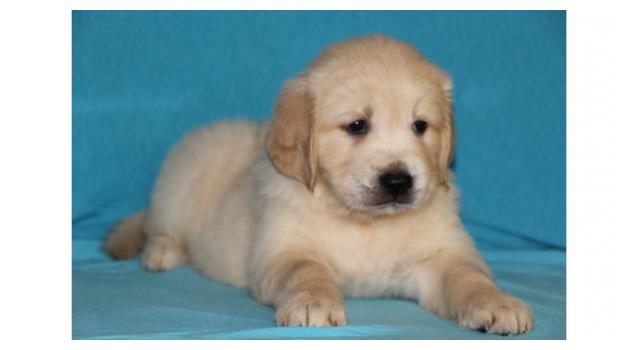 Щенки папийона (папильона) в питомнике Бон Плезир Щенки папийона (папильона) в питомнике Бон Плезир