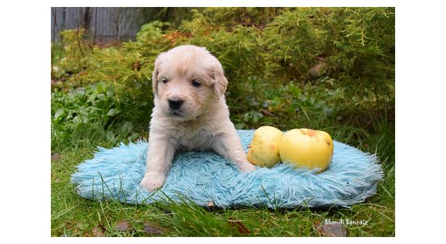 Щенки папийона (папильона) в питомнике Бон Плезир Щенки папийона (папильона) в питомнике Бон Плезир