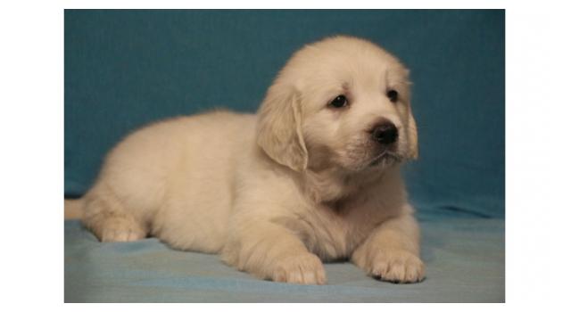 Щенки папийона (папильона) в питомнике Бон Плезир Щенки папийона (папильона) в питомнике Бон Плезир