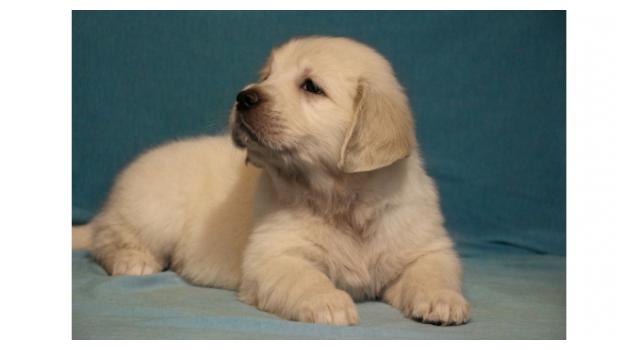 Щенки папийона (папильона) в питомнике Бон Плезир Щенки папийона (папильона) в питомнике Бон Плезир