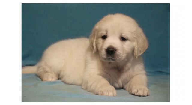Щенки папийона (папильона) в питомнике Бон Плезир Щенки папийона (папильона) в питомнике Бон Плезир