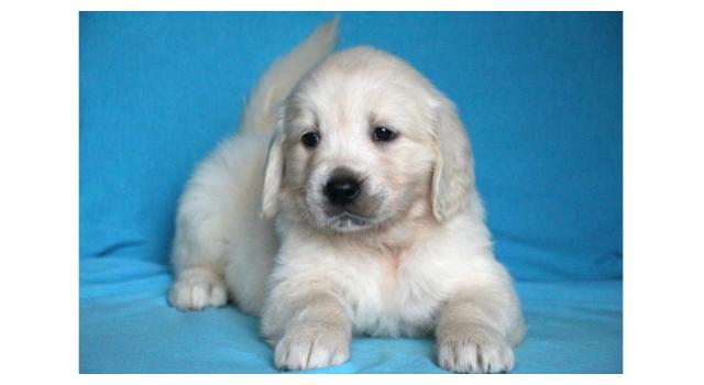 Щенки папийона (папильона) в питомнике Бон Плезир Щенки папийона (папильона) в питомнике Бон Плезир