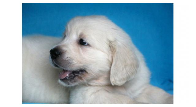 Щенки папийона (папильона) в питомнике Бон Плезир Щенки папийона (папильона) в питомнике Бон Плезир