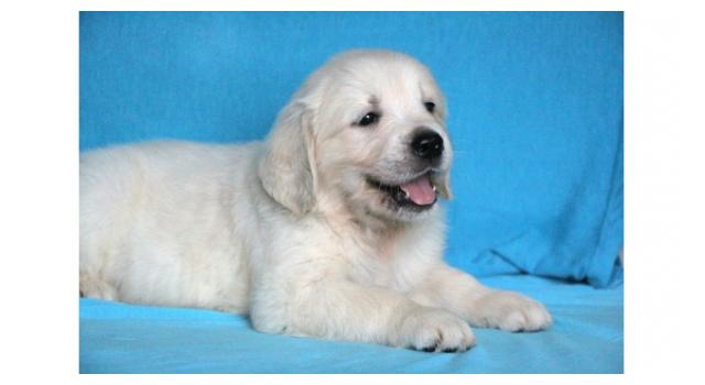 Щенки папийона (папильона) в питомнике Бон Плезир Щенки папийона (папильона) в питомнике Бон Плезир