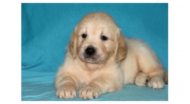 Щенки папийона (папильона) в питомнике Бон Плезир Щенки папийона (папильона) в питомнике Бон Плезир