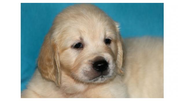 Щенки папийона (папильона) в питомнике Бон Плезир Щенки папийона (папильона) в питомнике Бон Плезир