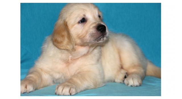 Щенки папийона (папильона) в питомнике Бон Плезир Щенки папийона (папильона) в питомнике Бон Плезир