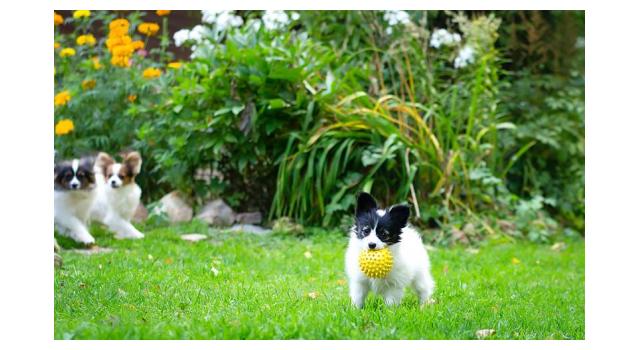Щенки папийона (папильона) в питомнике Бон Плезир Щенки папийона (папильона) в питомнике Бон Плезир