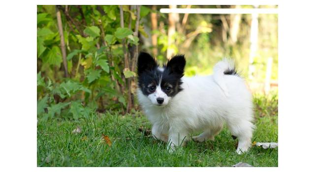 Щенки папийона (папильона) в питомнике Бон Плезир Щенки папийона (папильона) в питомнике Бон Плезир