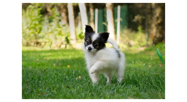 Щенки папийона (папильона) в питомнике Бон Плезир Щенки папийона (папильона) в питомнике Бон Плезир