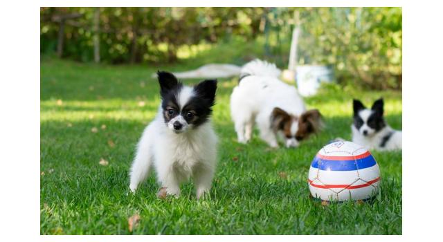 Щенки папийона (папильона) в питомнике Бон Плезир Щенки папийона (папильона) в питомнике Бон Плезир